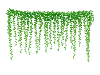 Trailing green vine plant, lush foliage, hanging down in long strands, isolated on transparent background, perfect for interior decoration, natural and fresh atmosphere