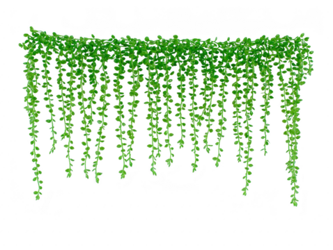 Trailing green vine plant, lush foliage, hanging down in long strands, isolated on transparent background, perfect for interior decoration, natural and fresh atmosphere