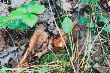 Vie sauvage au cœur de la forêt — la grenouille d’automne
