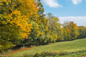 Fototapeta premium Couleurs d’automne au pied du Jura vaudois