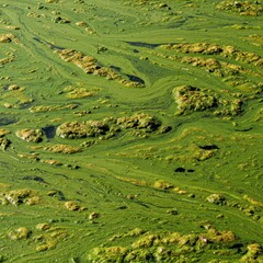 Obraz premium Close up view of heavily polluted pond water showing thick layers of green algae bloom covering the entire surface of the stagnant ecosystem ,problem, pollution, close up