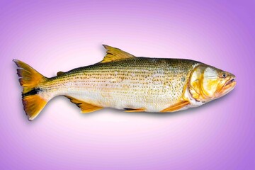 A wonderful Brazilian freshwater fish, Salminus maxillosus or Salminus brasiliensis, known as the dourado, the king of the river, a fish for sport fishing.