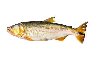 A wonderful Brazilian freshwater fish, Salminus maxillosus or Salminus brasiliensis, known as the dourado, the king of the river, a fish for sport fishing.