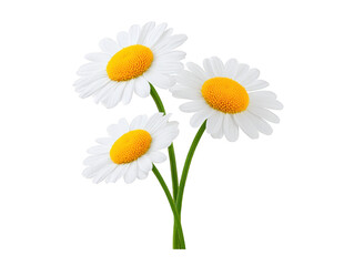 Fototapeta premium Three white daisy flowers with yellow centers and green stems isolated on transparent background, symbolizing freshness and simplicity, evoke cheerful and natural feeling
