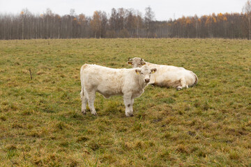 Obraz premium A group of white Charolais cows standing on grassy pasture during daytime, with one prominently in the foreground. Overcast lighting. 11.01. 2025 Brenguli, Latvia