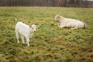 Obraz premium A group of white Charolais cows standing on grassy pasture during daytime, with one prominently in the foreground. Overcast lighting. 11.01. 2025 Brenguli, Latvia