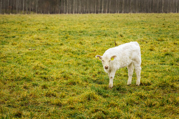 Fototapeta premium A group of white Charolais cows standing on grassy pasture during daytime, with one prominently in the foreground. Overcast lighting. 11.01. 2025 Brenguli, Latvia