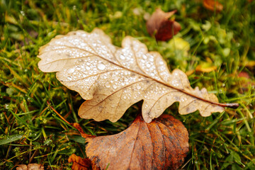 A close-up view of a fallen oak leaf resting on vibrant green grass, glistening with fresh morning dew, highlighting the textures of nature in autumn.