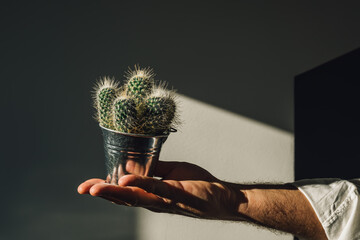 Closeup of male hand holding recycled tin can used as pot for spiny pincushion cactus, sustainability and reuse concept.