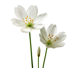 Two delicate white flowers with light green stems and buds