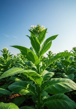 Lush green tobacco plants stand tall in a fertile field under the summer sun, showing broad leaves nearing the time for harvest and processing ,rural ,large ,ready