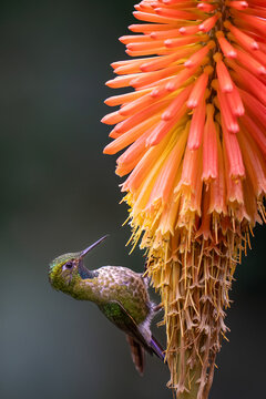 Tyrian Metaltail (Metallura tyrianthina), hummingbird collecting nectar from orange flower, Santuario de colibries, Cusco, Peru
