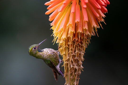 Tyrian Metaltail (Metallura tyrianthina), hummingbird collecting nectar from orange flower, Santuario de colibries, Cusco, Peru