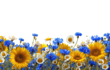Colorful flower border against black.  Sunflowers, cornflowers, and daisies in shades of yellow, blue, and white.  Vibrant floral arrangement