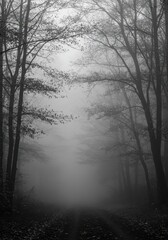 Fototapeta premium Eerie monochrome woodland landscape shrouded in dense morning fog, creating a peaceful, atmospheric, and natural background texture perfect for wallpaper ,ethereal ,light ,peaceful