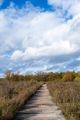 Path in an open space in the forest, Mastbos Breda