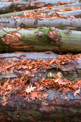 Trunks in a forest during autumn