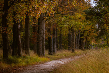 road in autumn forest