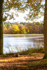 autumn in the forest with a stork hunting in a lake