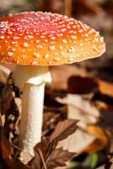 fly agaric mushroom in autumn