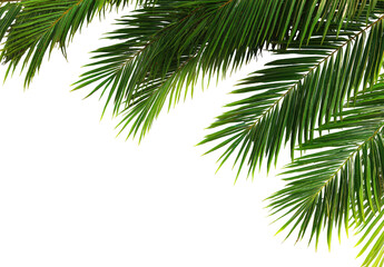 Naklejka premium Close-up of tropical palm fronds against black background