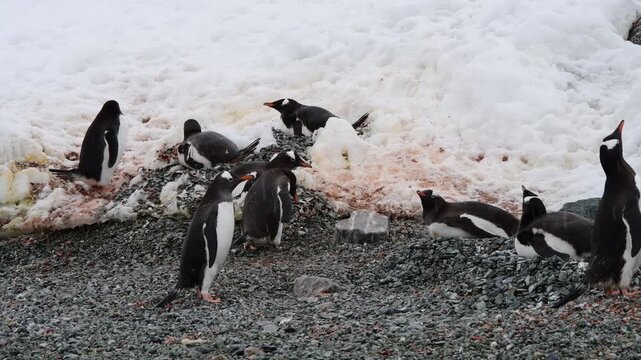 Gentoo Penguins on nest in Antarctica