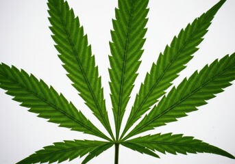Close-up macro photograph of a vibrant green cannabis sativa leaf, often called marijuana or hemp, isolated cleanly on a pure white background ,raw ,flora ,leaf