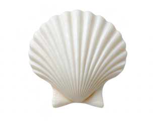 White scallop shell, isolated on transparent background, displays natural texture and symmetry, evoking calm coastal or beach atmosphere, perfect for summer or ocean themed designs