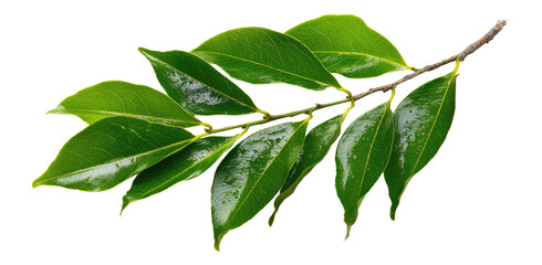 Fototapeta premium Close-up of a branch with vibrant green leaves. The leaves are slightly glossy, and the branch has a light-brown color
