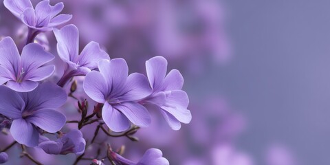 Obraz premium Purple flower with a stem