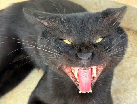 Funny angry cat with open mouth.