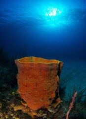 Basket sponge on the reef with the sun and the blue Caribbean Sea in the background.