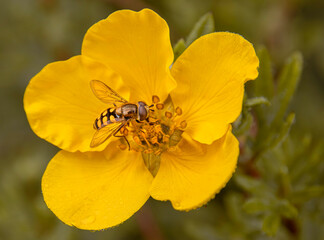 Close-up of yellow flower with bee collecting nectar in vibrant natural setting