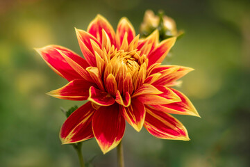 Vibrant red and yellow flower with intricate petals showcasing natural beauty and elegance