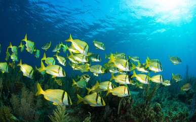 School of Porkfish swimming along the reef.