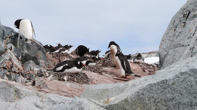 Gentoo Penguins on nest in Antarctica