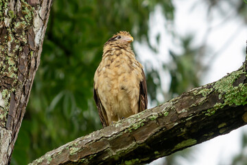 Panama, Yellow-headed Caracara - Caricare sabanero o Chigüare (Milvago chimachima cordatus) 