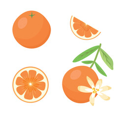 Orange fruit set, blossom flower, slice. Vector Illustration for printing, backgrounds, covers and packaging. Image can be used for greeting cards, posters and stickers. Isolated on white background.