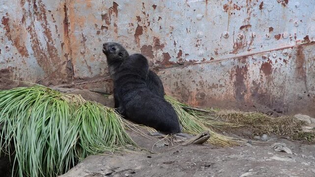 Two Fur Seals pup playing close up