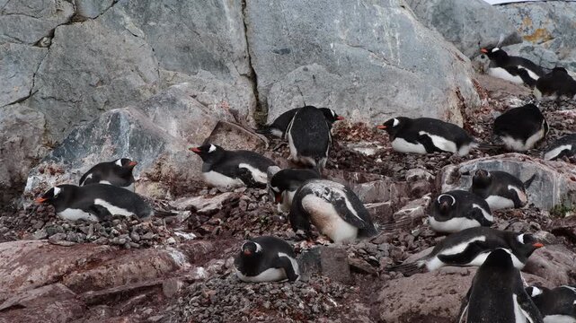 Gentoo Penguins on nest in Antarctica