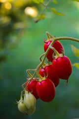 A cluster of red Datterino tomatoes with thin skins and a date-like form, showing their glossy, sweet appeal.