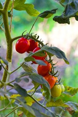A beautiful cluster of sweet Datterino tomatoes, their deep red hues and delicate skins shining in the sun.