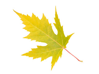 autumn yellow maple leaf isolated on white background, top view. Autumn season concept background for web banner template page design wallpaper