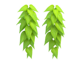 Naklejka premium Trailing green vine plant with heart shaped leaves, isolated on transparent background, perfect for indoor decoration, vertical garden, or botanical design, fresh and vibrant look