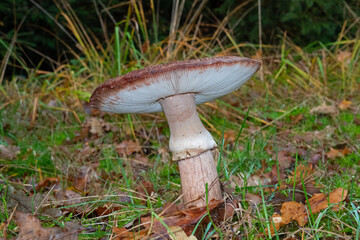Close up of Scaly rustgill, Amanita rubescens