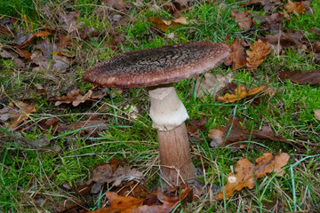Close up of Scaly rustgill, Amanita rubescens