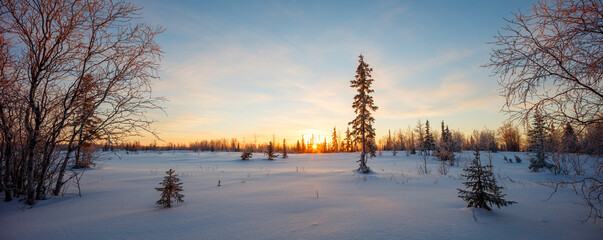 Winter wide panorama beautiful northern snowy sunset landscape with spruce and other trees