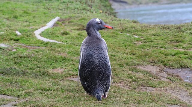 Gentoo Penguin on the beach in Antarctica