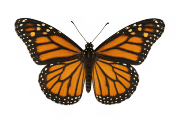 Monarch butterfly showing its beautiful orange wings with black veins and white spots, isolated with a transparent background