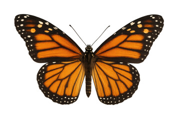 Fototapeta premium Monarch butterfly showing its beautiful orange and black wings. Insect with antennae isolated for easy compositing
